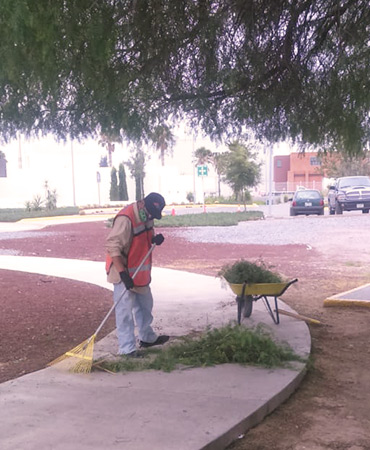corte y podado de árboles en san luis potosí