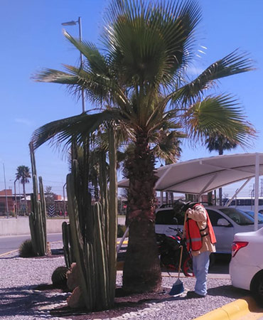 limpieza de áreas verdes