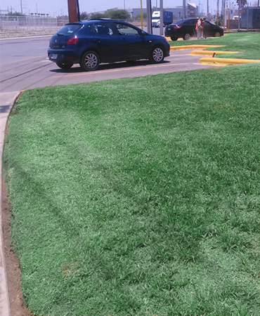 podado y plantacion de cesped o pasto