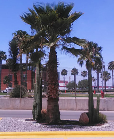 plantación de árboles en sna luis potosí