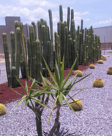 plantaciónes industriales en san luis potosí